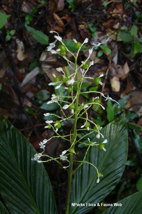 Globba leucantha var peninsularis
