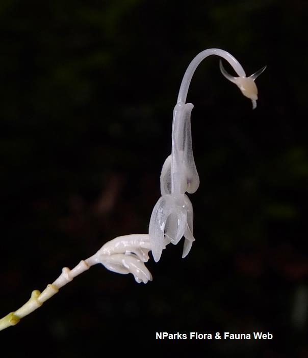 Globba leucantha var peninsularis