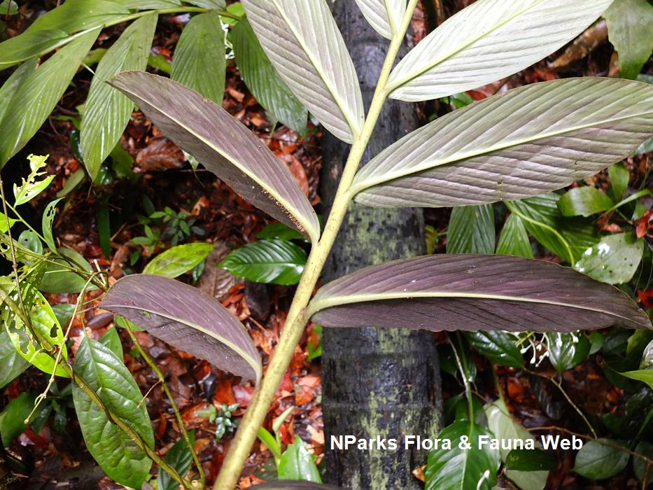 Globba leucantha var peninsularis