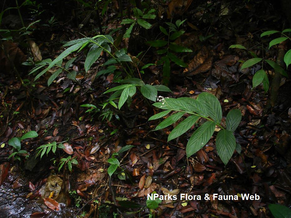 Globba leucantha var peninsularis