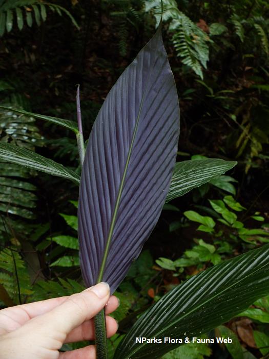 Globba leucantha var peninsularis