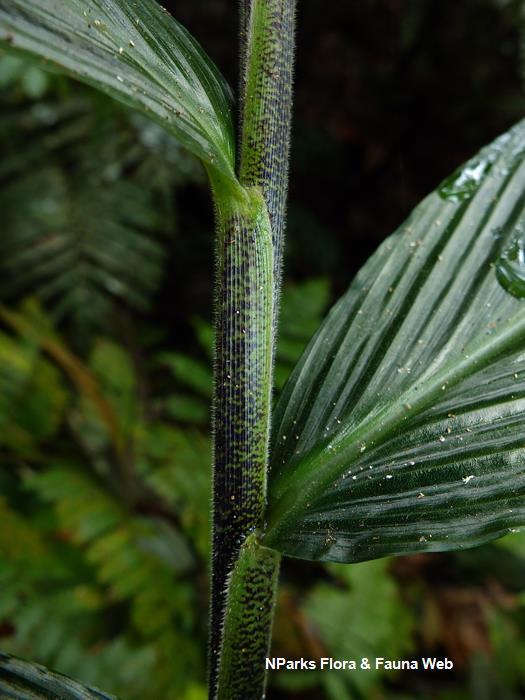 Globba leucantha var peninsularis