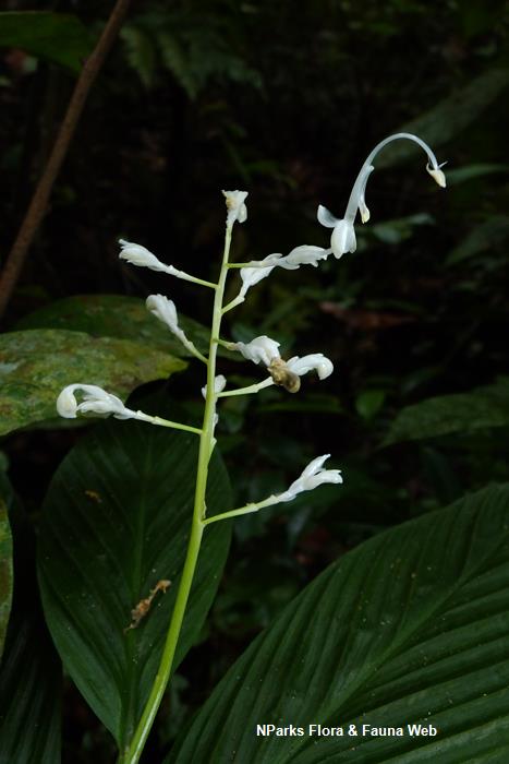 Globba leucantha var peninsularis