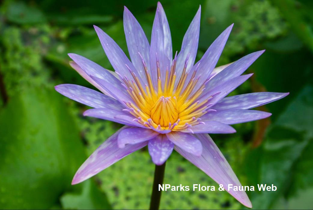 Nymphaea Islamorada