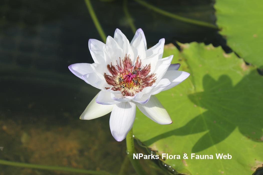 Nymphaea Kaisorn