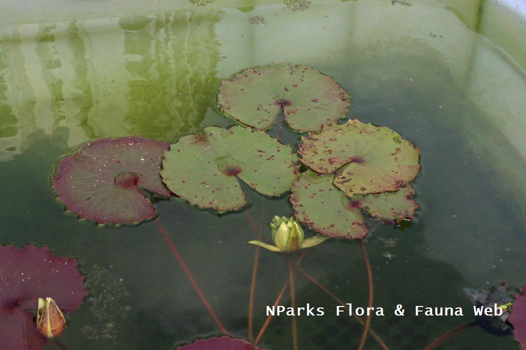 Nymphaea rudgeana