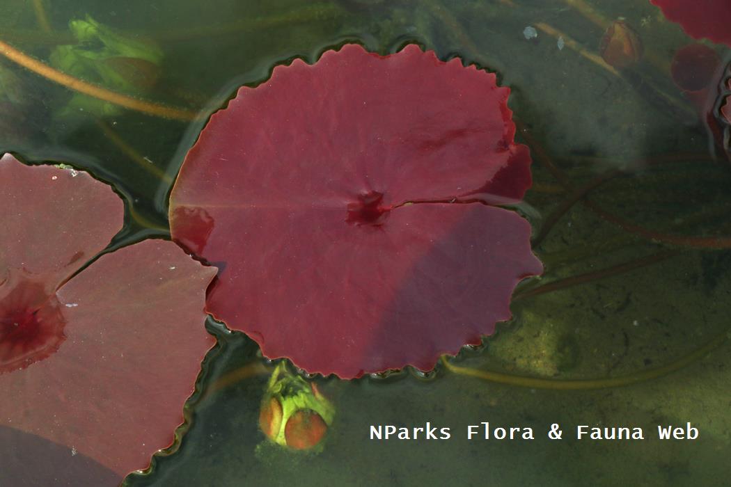 Nymphaea rudgeana