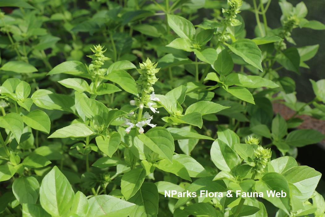 Ocimum basilicum Ghana cv_Jennie Tang_1rs