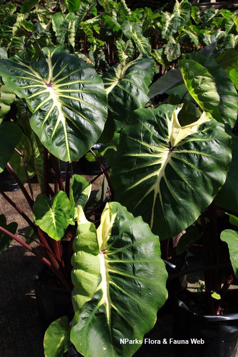 Colocasia_esculenta_White_Lava_Vicky_Lim1_lowres