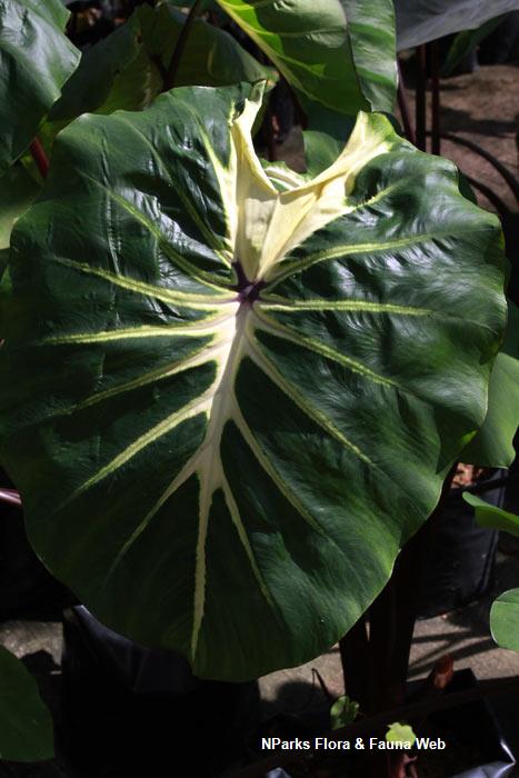 Colocasia_esculenta_White_Lava_Vicky_Lim2_lowres