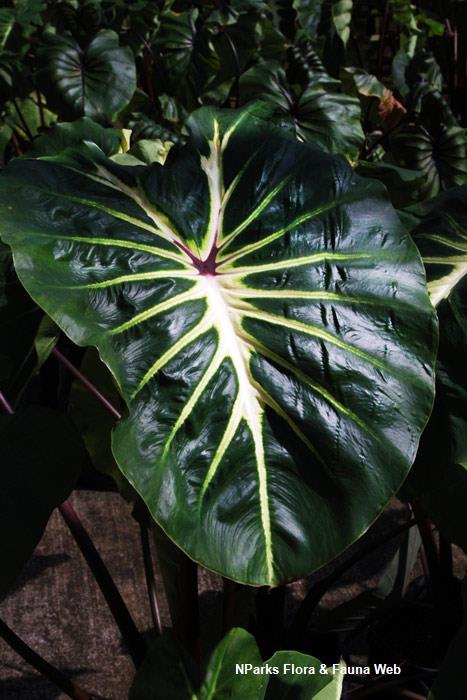 Colocasia_esculenta_White_Lava_Vicky_Lim3_lowres