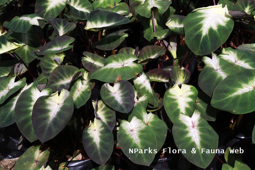 Colocasia esculenta Tropical Storm