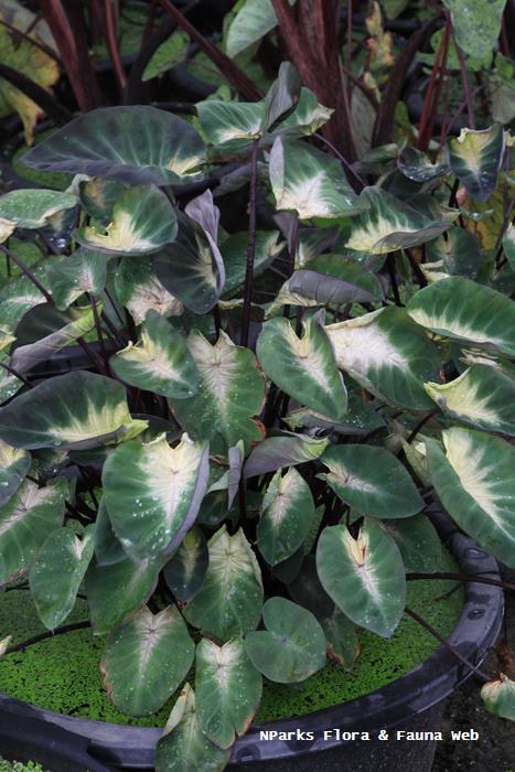 Colocasia esculenta Tropical Storm