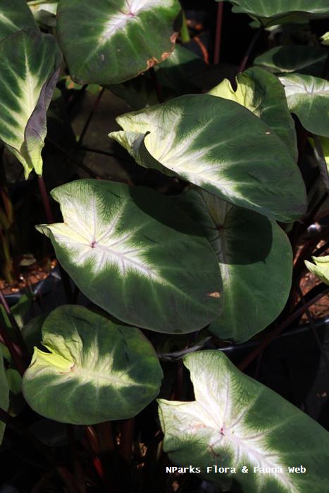 Colocasia esculenta Tropical Storm