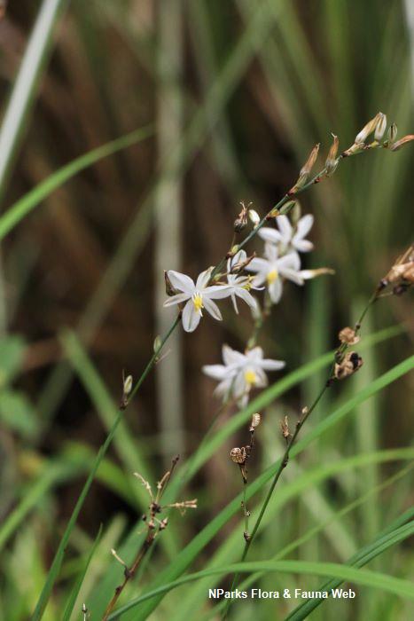 Chlorophytum saundersiae
