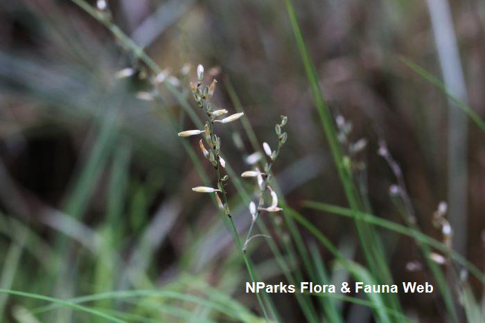 Chlorophytum saundersiae