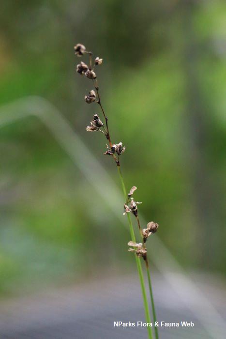 Chlorophytum saundersiae