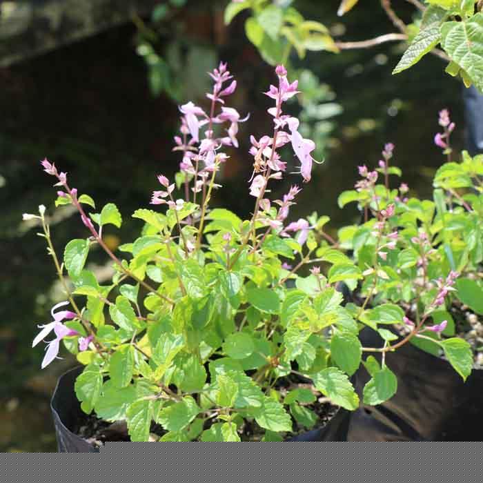 Ocimum labiatum