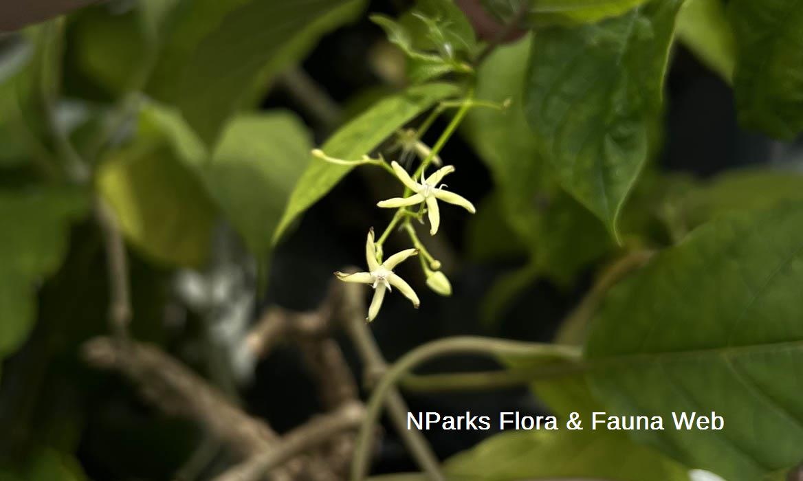 Myriopteron extensum