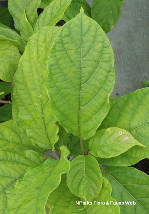 Myriopteron extensum