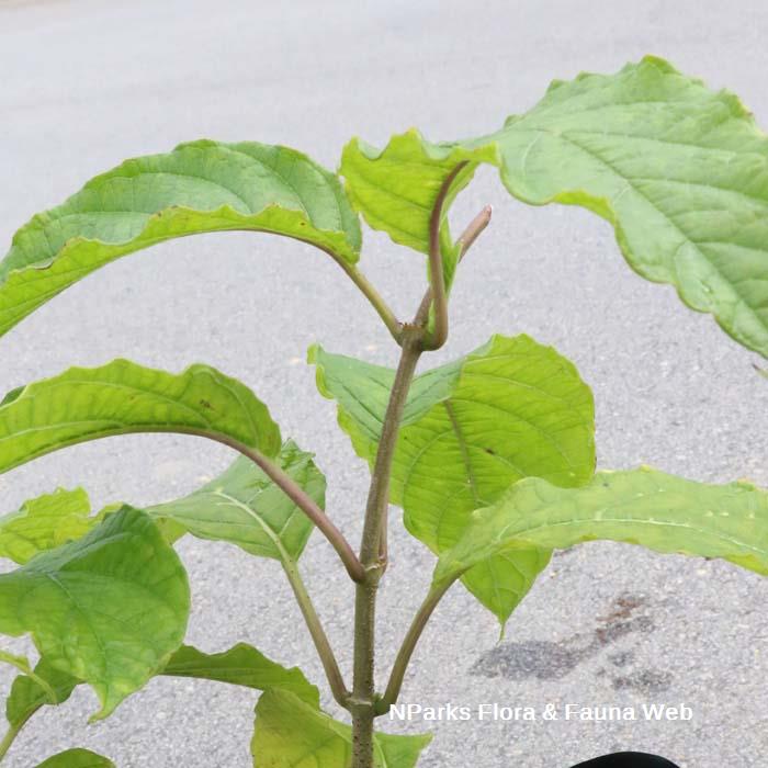 Myriopteron extensum