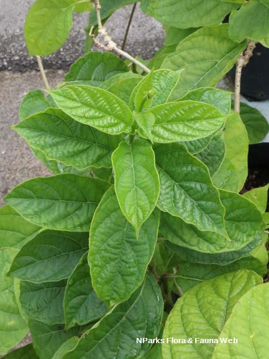 Myriopteron extensum