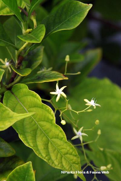 Myriopteron extensum