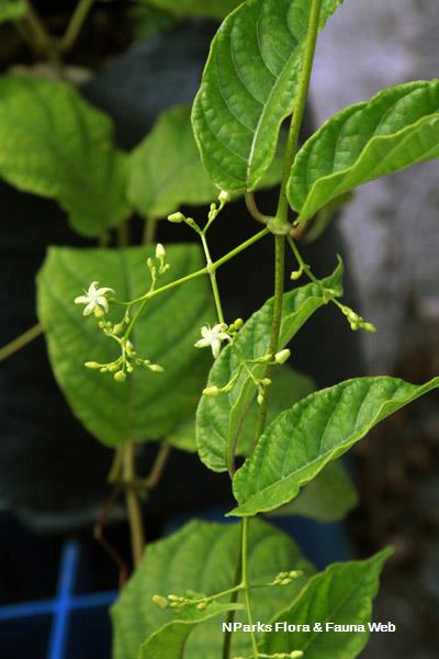 Myriopteron extensum