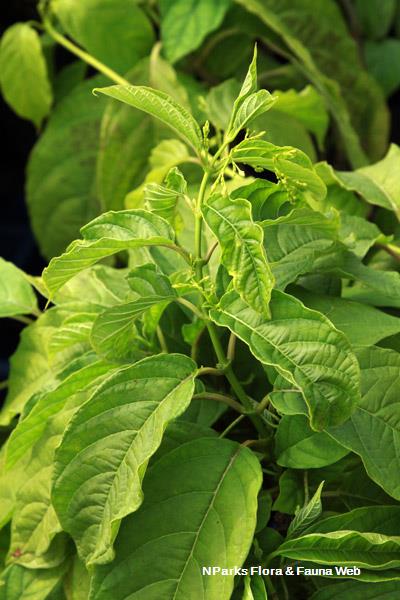 Myriopteron extensum