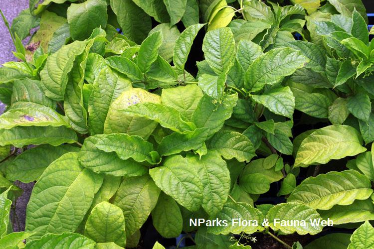 Myriopteron extensum