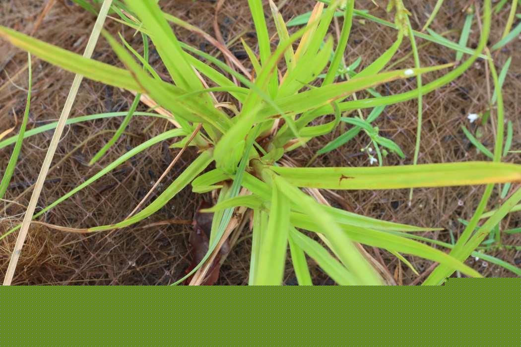 Cyperus_odoratus_Botany_Laboratory_2_lowres