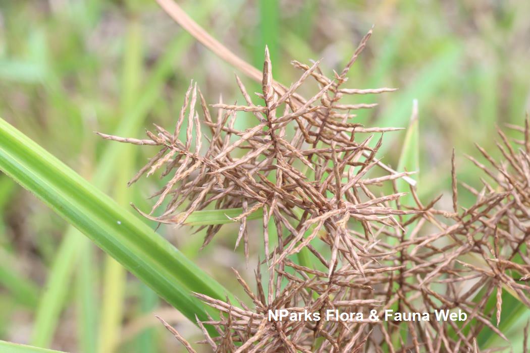 Cyperus_odoratus_Botany_Laboratory_3_lowres