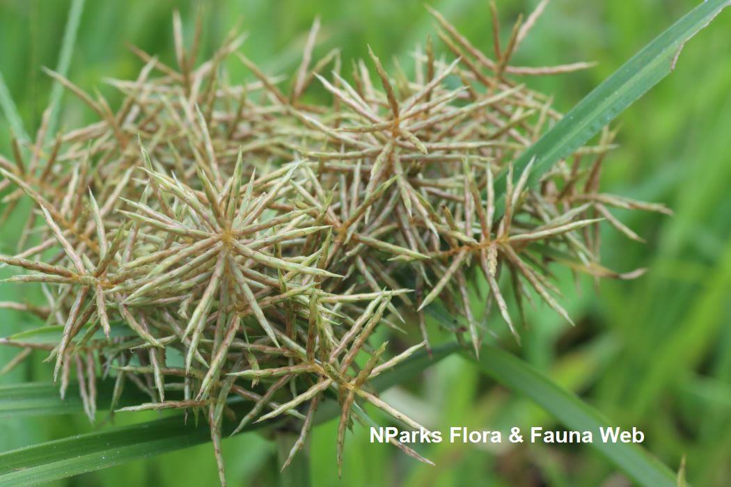 Cyperus_odoratus_Botany_Laboratory_4_lowres