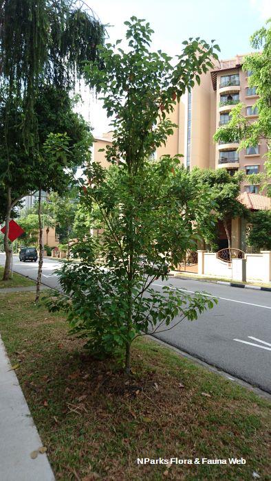 Cinnamomum parthenoxylon