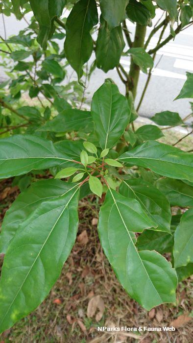 Cinnamomum parthenoxylon