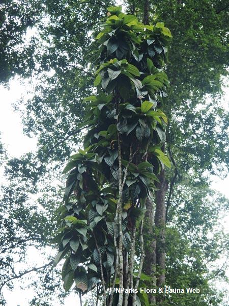 Anthoshorea henryana