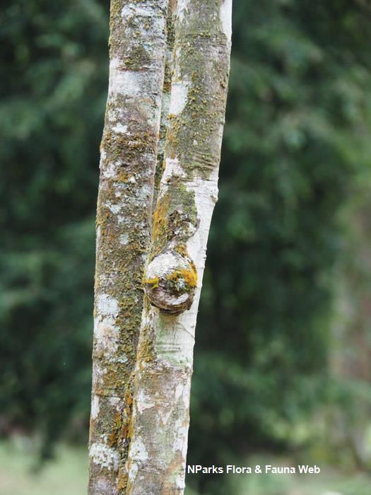 Anthoshorea henryana