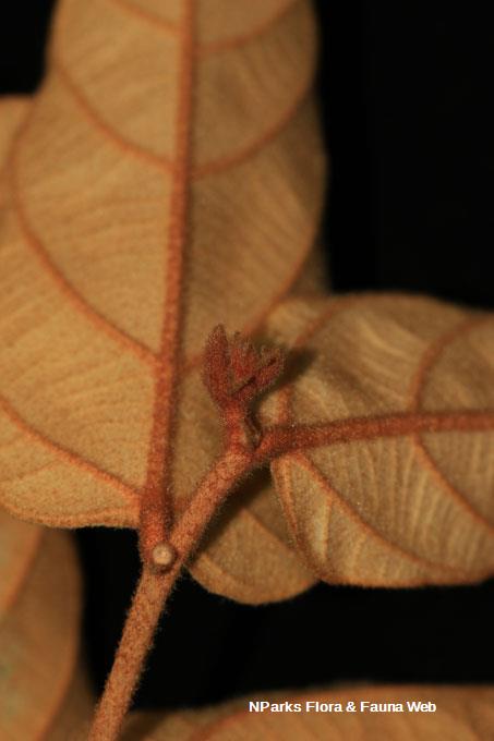 Pterospermum sumatranum_Low Wei Teng