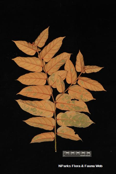 Pterospermum sumatranum_Low Wei Teng