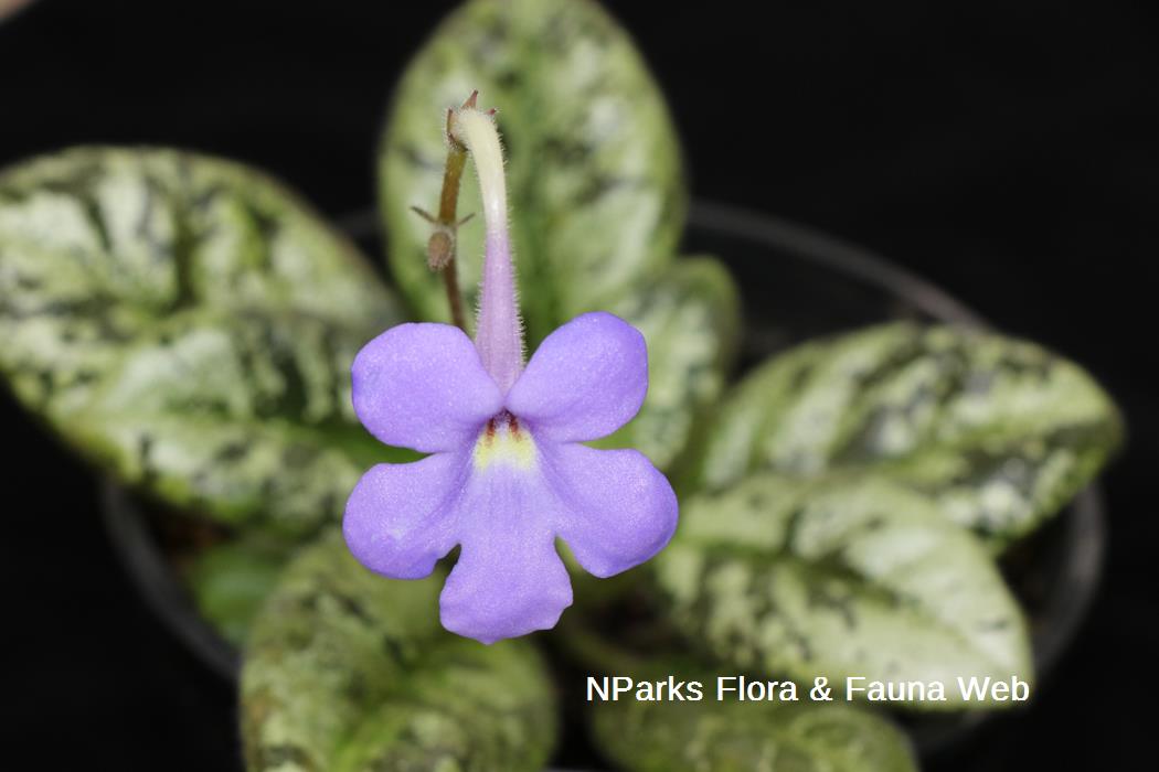 NParks | Michaelmoelleria vietnamensis
