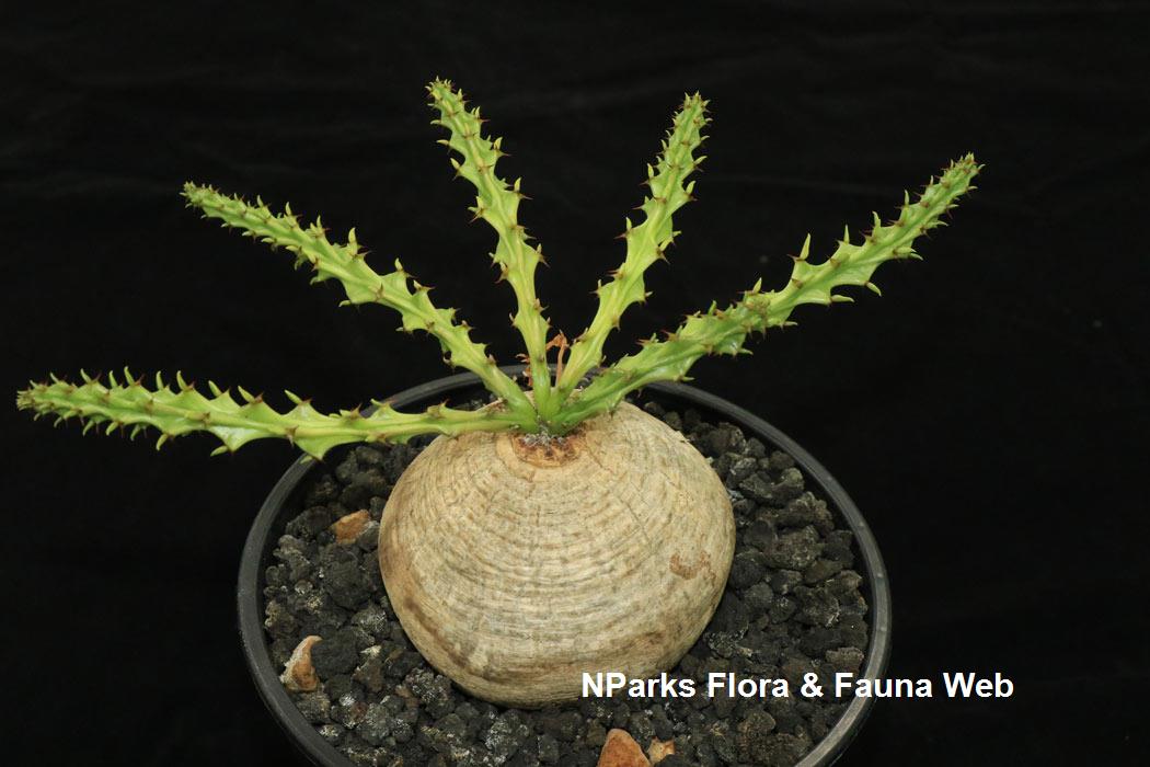 NParks | Euphorbia decidua