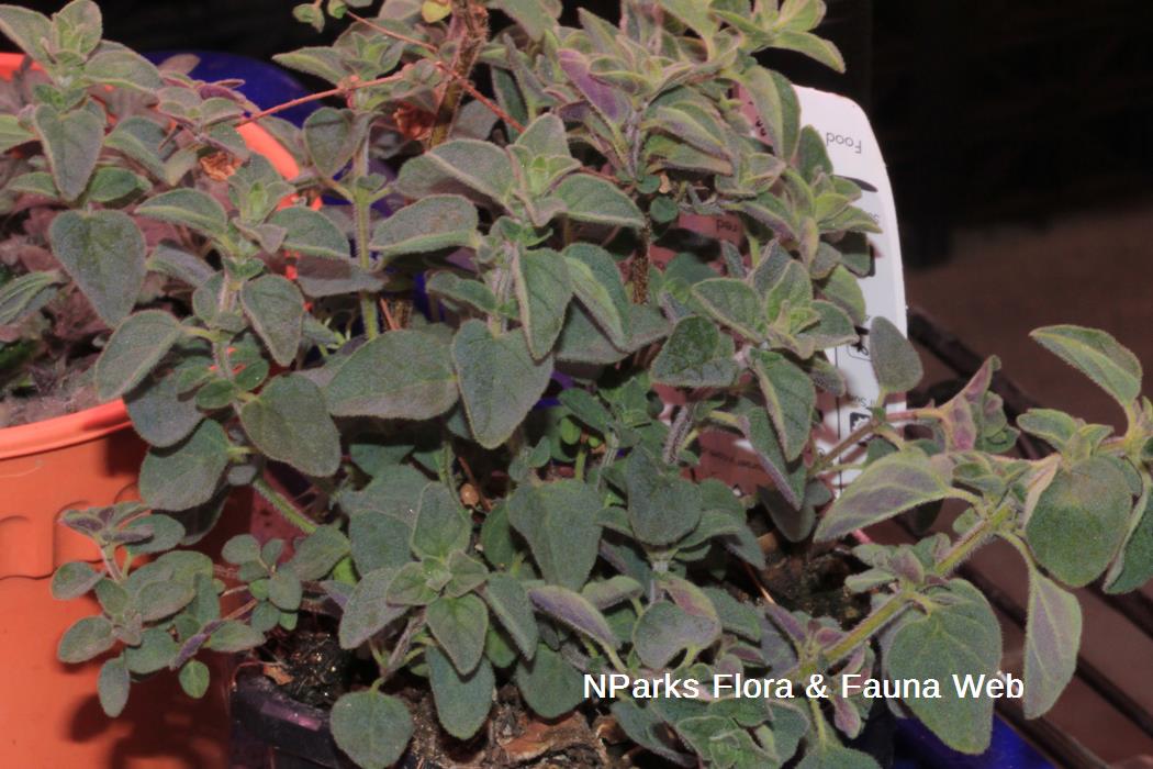 Origanum cultivar Hot & Spicy