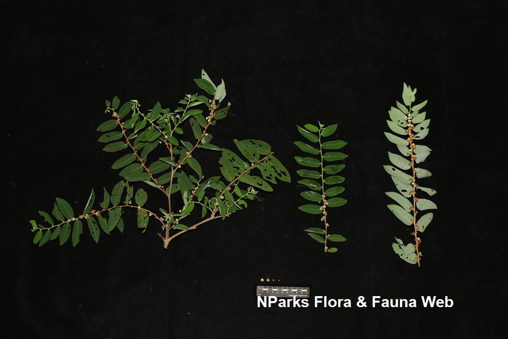 Glochidion sericeum_Low Wei Teng