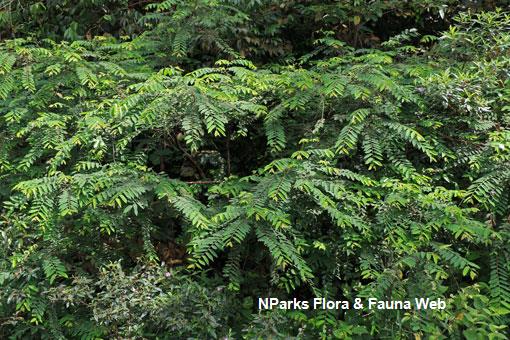 Glochidion sericeum_Low Wei Teng