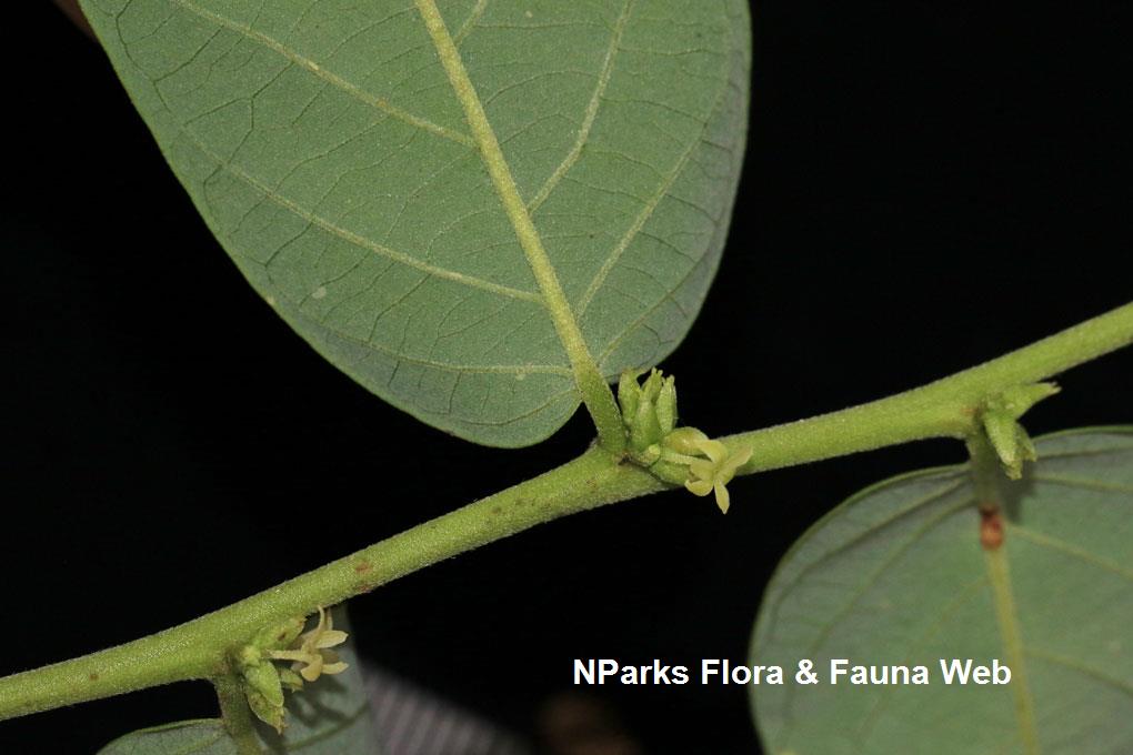 Glochidion sericeum_Low Wei Teng