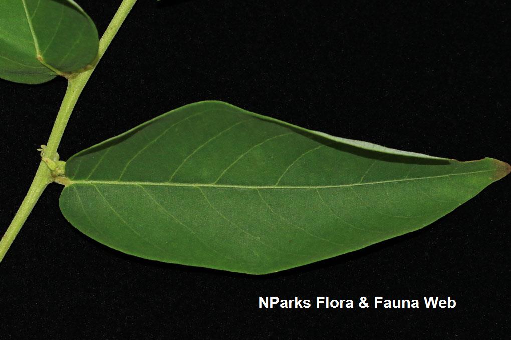 Glochidion sericeum_Low Wei Teng