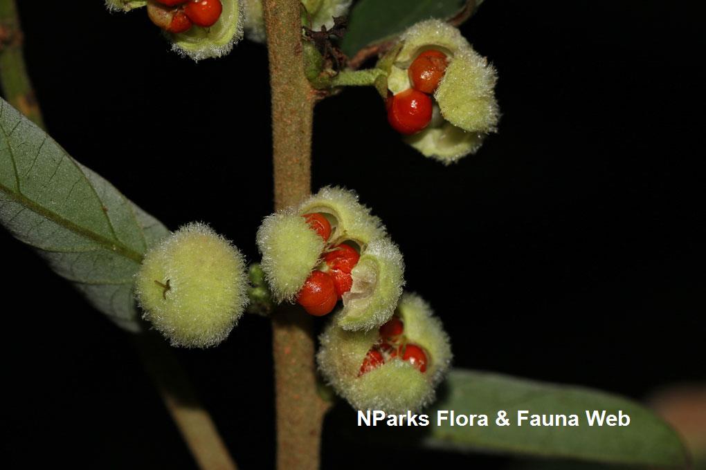 Glochidion sericeum_Low Wei Teng