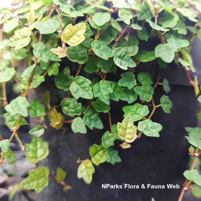 Ficus pumila cultivar