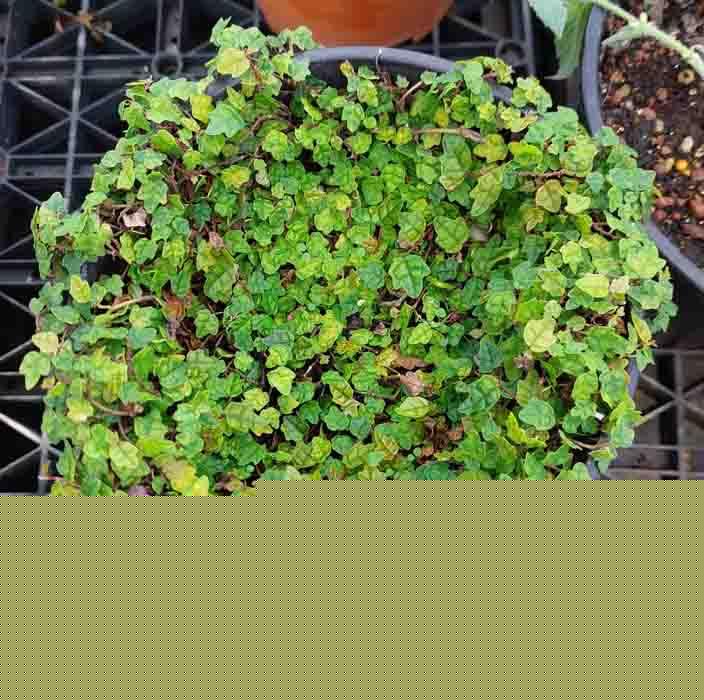 Ficus pumila cultivar