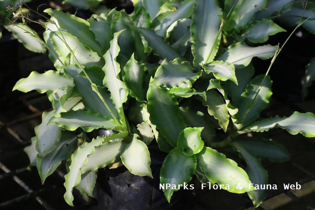 Murdannia loriformis 'Bright Star'